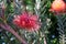 Rocket pincushion (leucospermum reflexum) flower with leaves : (pix Sanjiv Shukla)