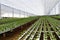Rocket salad plantation by hydroponics system