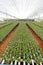 Rocket salad plantation by hydroponics system