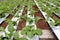 Rocket salad plantation by hydroponics system