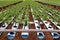 Rocket salad plantation by hydroponics system