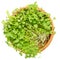 Rocket salad sprouts, arugula, in wooden bowl over white