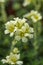 Rockfoil Saxifraga x apiculata Gregor Mendel, close-up of pale lemon flowers