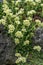 Rockfoil Saxifraga x apiculata Gregor Mendel, pale lemon flowers