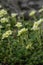 Rockfoil Saxifraga x apiculata Gregor Mendel, plants with pale lemon flowers