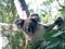 Rockhampton Koala and nature park , and city