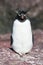 Rockhopper penguin