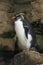 Rockhopper penguin