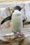 Rockhopper penguin