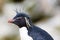 Rockhopper penguin