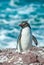 Rockhopper penguin