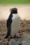 Rockhopper penguin