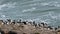 Rockhopper penguin colony