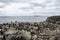 ROCKHOPPER PENGUIN COLONY FALKLAND ISLANDS