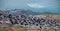 Rockhopper Penguin Colony - Falklands