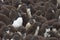 Rockhopper Penguin creche - Falkland Islands