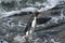Rockhopper penguin (Eudyptes chrysocome)