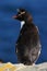 Rockhopper penguin, Eudyptes chrysocome, with blurred dark blue sea in background, Sea Lion Island, Falkland Islands