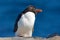 Rockhopper penguin, Eudyptes chrysocome, with blurred dark blue sea in background, Sea Lion Island, Falkland Islands. Wildlife ani