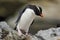 Rockhopper penguin, Eudyptes chrysocome, in the rock nature habitat, black and white sea bird, Sea Lion Island, Falkland Islands