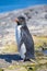 Rockhopper Penguin (Eudyptes chrysocome) on rocks.