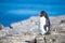 Rockhopper Penguin (Eudyptes chrysocome) on rocks in colony