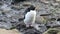 Rockhopper penguin Falkland Island