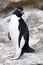 Rockhopper Penguin - Falkland Islands
