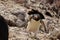 Rockhopper penguin jumping betwen rocks