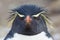 Rockhopper penguin looks directly at camera
