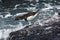 Rockhopper Penguin, Penguin Island,Puerto Deseado, Santa Cruz Province,