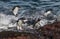 Rockhopper Penguin, Penguin Island,Puerto Deseado, Santa Cruz Province,