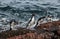 Rockhopper Penguin, Penguin Island,Puerto Deseado, Santa Cruz Province,