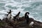 Rockhopper penguin returning from the sea