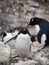 Rockhopper Penguin Standing Above Another Penguin