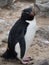 Rockhopper Penguin Standing Between Rocks