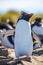 Rockhopper Penguin with wings extended Portrait