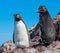 Rockhopper penguins