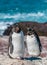 Rockhopper penguins