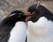 Rockhopper Penguins - Falkland Islands