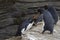 Rockhopper Penguins - Falkland Islands