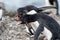 Rockhopper penguins fighting over territory, Falkland Islands