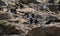 Rockhopper penguins hopping