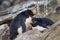 Rockhopper penguins protecting their nest