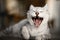 Rockin\' Kitty 2