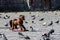 Rocking horse and pigeons in the square of San Francisco Church in Quito