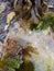 Rockpool - seaweed and seasnails