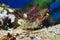 Rockpool shrimp, Palaemon elegans, saltwater decapod crustacean, runs on sand seabed, stones in background