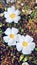 Rockrose flowers in Spain. White wild flowers