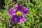 Rockrose purple flowers in the park. Purple flower.